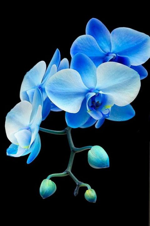 DiptishKumarRa6's tweet photo. Love is the heartbeat of the sacred soul. https://t.co/Pj5WAuDbLk