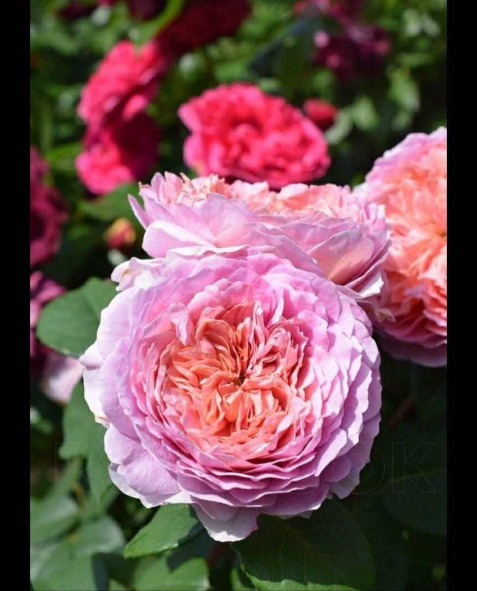 EISVOGEL - 2krāsu rišu karaliene ar ļoti spēcīgu smaržu.