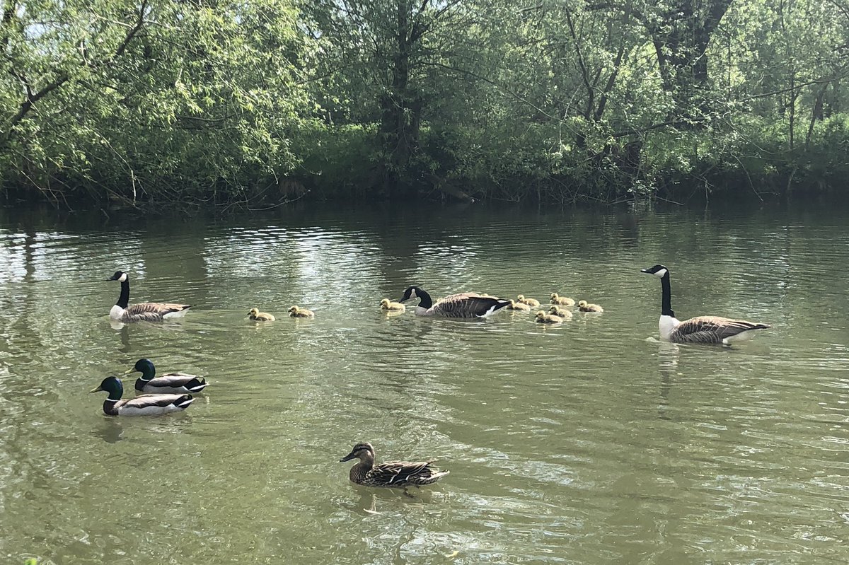 Jim_McD's tweet photo. @kwhite29 @theAliceRoberts I see your rescued ducklings and I raise you a gaggle of goslings https://t.co/r0ltbCRfgW