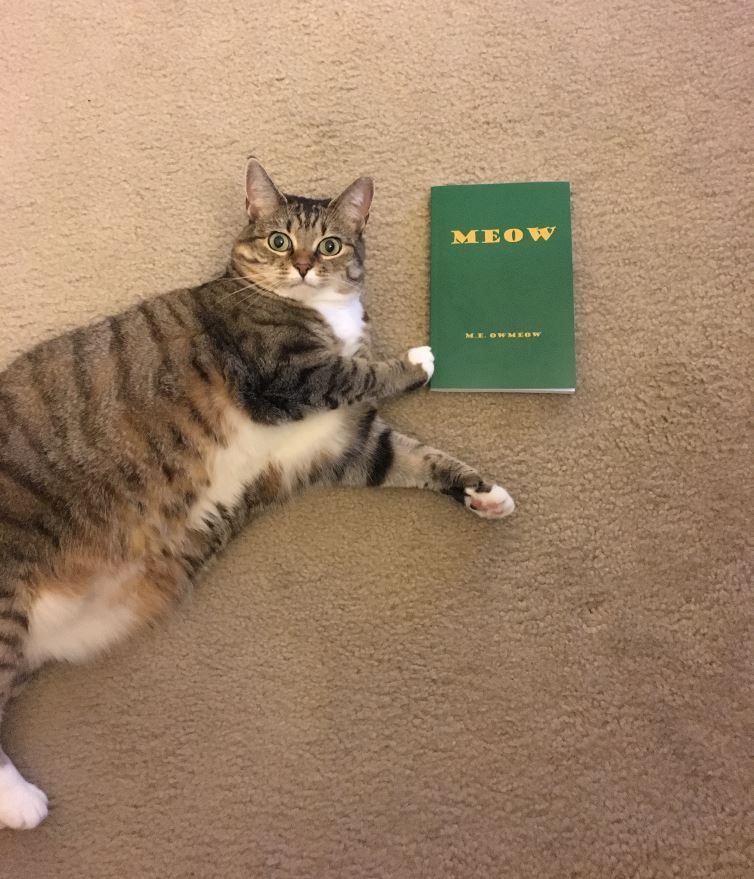 Кот делает уроки. Кот умеет читать. Учи уроки картинки прикольные. Кот умеет читать. Кот читает книгу мяу.