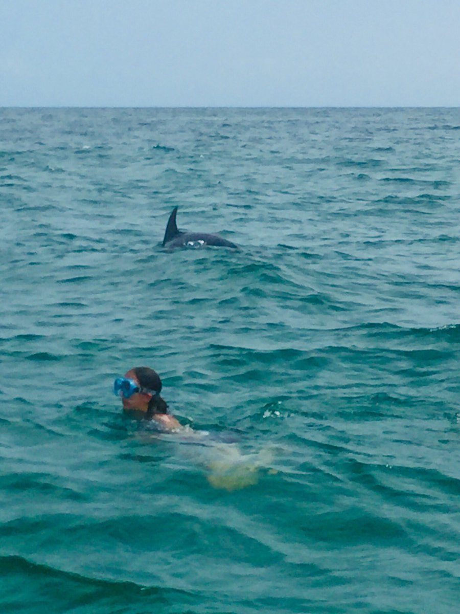 Dolphins time!!