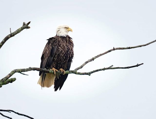 HumanotExplorer's tweet photo. Always have to pull over when there is an eagle perching. #fujifilm_xseries #fujifeed #fujixt2 #cangeo #wildlife #eagle #birds #birdsofinstagram #fujinon100400 #naturephotography #wildlifephotography #eaglesofinstagram #fujifilm #americanbaldeagle  @fuji… https://t.co/hCo5GzL1jq https://t.co/XehYnWn6lW