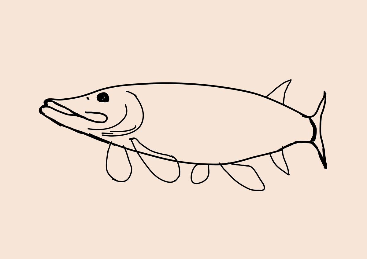 Jacek Matysiak On Twitter Here S My Latest Pike Drawing In Progress Thought I Would Share A Few Stages Of The Illustration And Show How It S Coming Together The Finished Piece Will