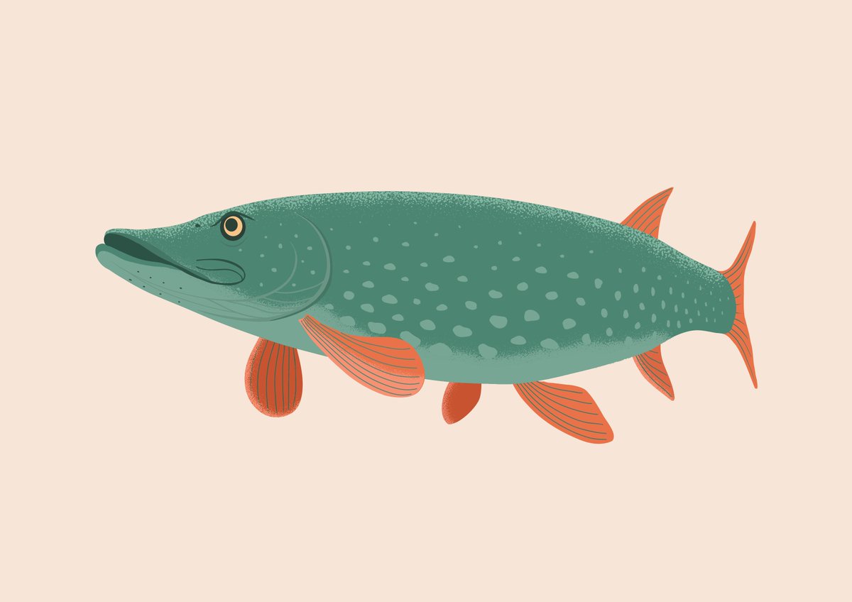bighippoart's tweet photo. Here's my latest #pike drawing in progress; thought I would share a few stages of the illustration and show how it's coming together. The finished piece will follow tomorrow. #artprocess #sciart #scicomm #SaturdayMotivation #fishsci #ClimateEmergency https://t.co/l4wsMcNmZR