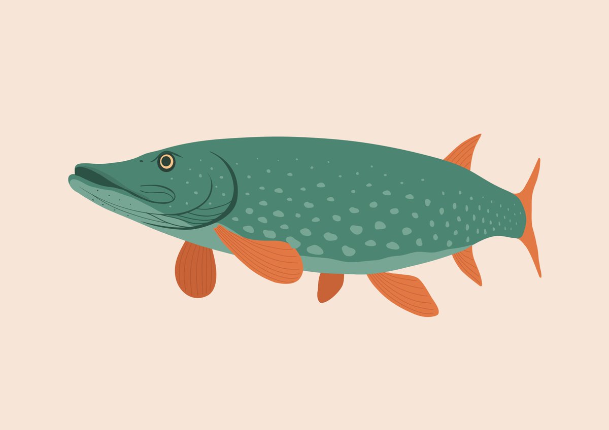 bighippoart's tweet photo. Here's my latest #pike drawing in progress; thought I would share a few stages of the illustration and show how it's coming together. The finished piece will follow tomorrow. #artprocess #sciart #scicomm #SaturdayMotivation #fishsci #ClimateEmergency https://t.co/l4wsMcNmZR