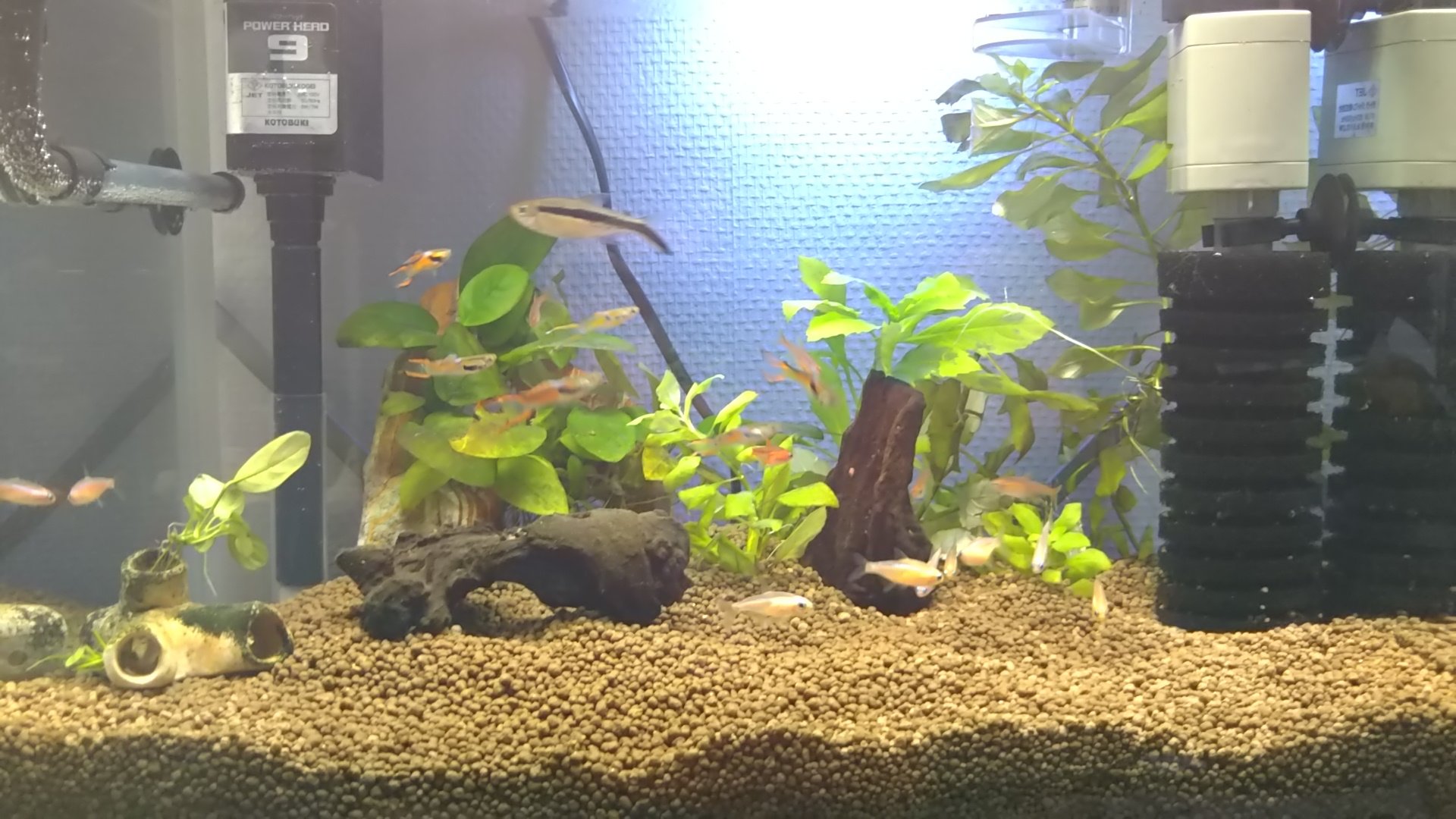ぺんぎん ｇｗ中に ポチッ したソイルが届いたから混泳水槽のリセット リセット直後は色が落ちる ペンギンテトラ チェリーバルブ ニューゴールデン ネオン ニッソー崩れない焼成ソイル ジェックスピュアソイルブラック T Co