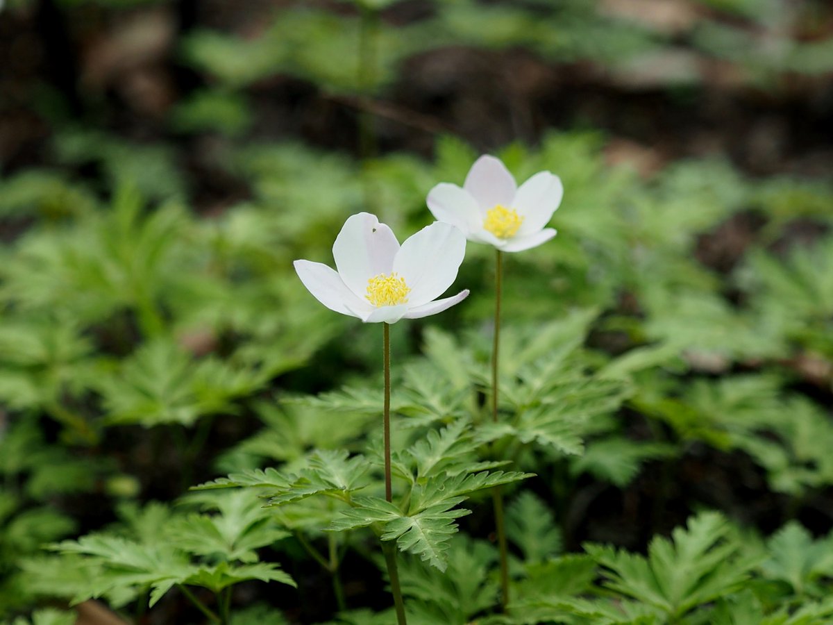 Gun Fighter イチリンソウとニリンソウの見分け方もよく分からない イチリンソウにも二輪があり ニリンソウにも一輪がある 見分け方のポイントは葉の形と特徴だという イチリンソウの葉は 細くて切れ込みが深い 因みに これは イチリンソウ