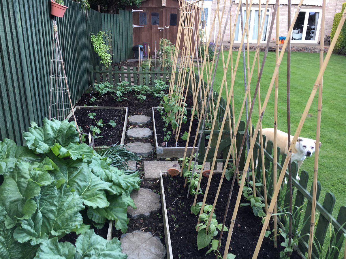 Rusty_Ricker's tweet photo. Put a few more veg in before the rain came, edging my bets on the cold front but I think I’m safe.
#vegetablism #growyourown https://t.co/SGnc4YOjGn