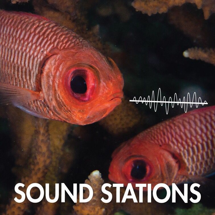 Temukan suara-suara unik yang dibuat oleh ikan di Sound Stations, Ocean Fest di S.E.A. Aquarium. Hanya dari 17 Mei hingga 30 Juni: bit.ly/ID-SEEAOceanFe…