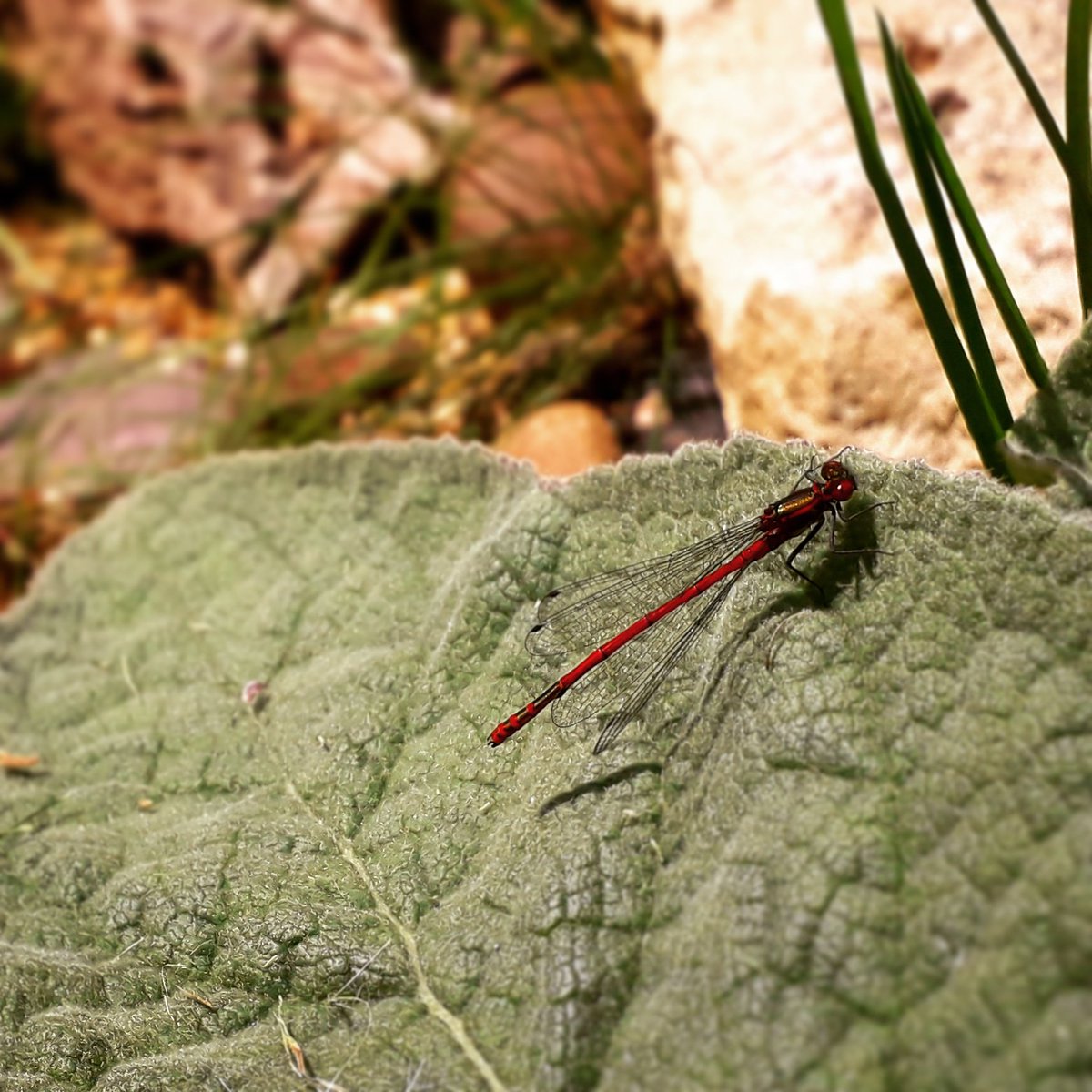 First for our garden! #LargeRedDamselfly #pond #gardenpond #DidcotBugs 
@Buzz_dont_tweet @BBCSpringwatch