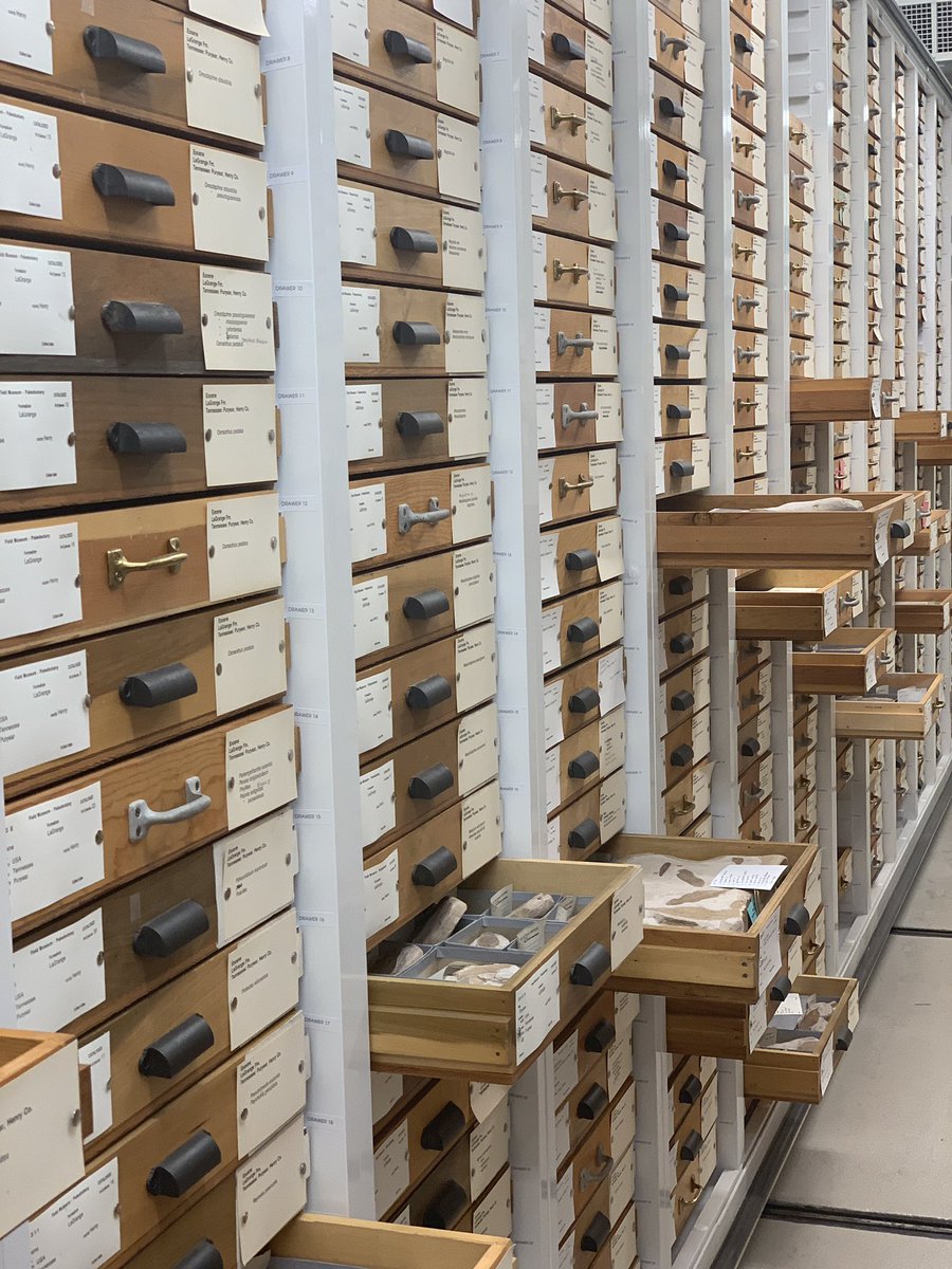 AshleyAnnWolfe's tweet photo. Y’all. Fossil library & the Rare book room. 🎶These are a few of my favorite things 🎶#FieldMembersNight https://t.co/55HAdEfVQ9