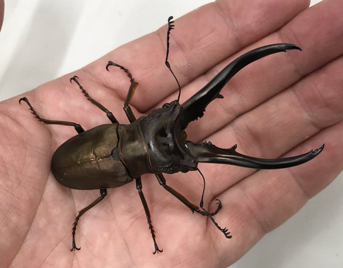 新着生体】 モンギローニホソアカクワガタ インペラトールホソアカ