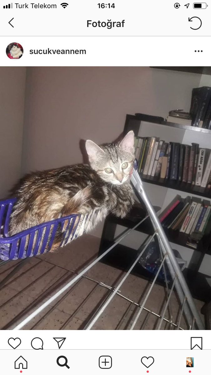 ezgiucbass's tweet photo. Köpeklere bile saldırdığını düşününce yaşadığını hissediyorum keşke bizi bırakmasaydın 😖😢 https://t.co/HAhCGusdQq