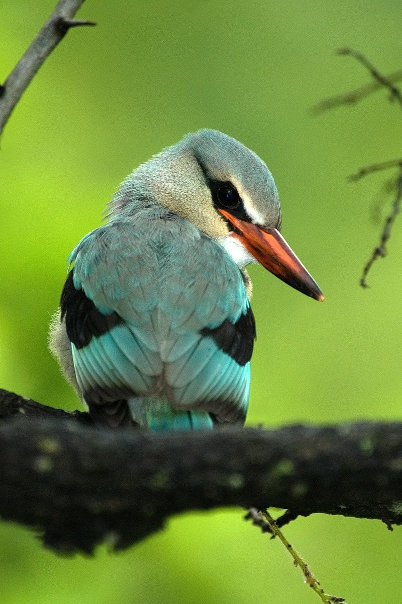 Cheli & Peacock Safaris tweet media