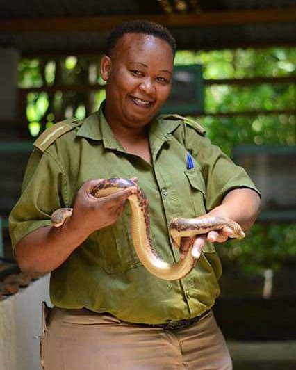 WondersofWatamu's tweet photo. Nancy Njeri, Certified Professional Venomous Snake Handler at @BioKenSnakeFarm will feature on @WildWarriorsTV this Sunday at 4.30 pm on @citizentvkenya. Tune in to find out more about the good work she and her team from KIRECO are doing in Kilifi County.
π
#SnakebiteKenya https://t.co/qDHwV0TQNB