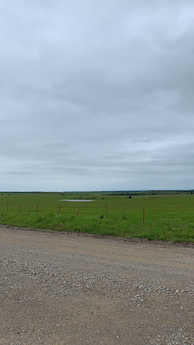 Osage Cattle tweet media