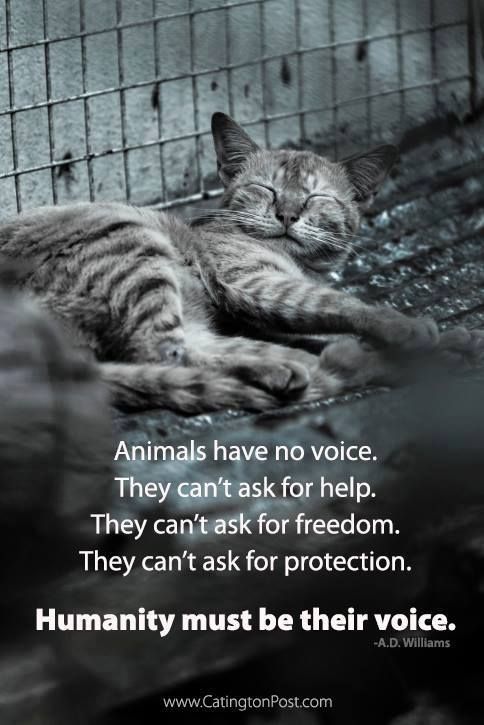 Helping Animal Quotes About | The Dog Rescue Project