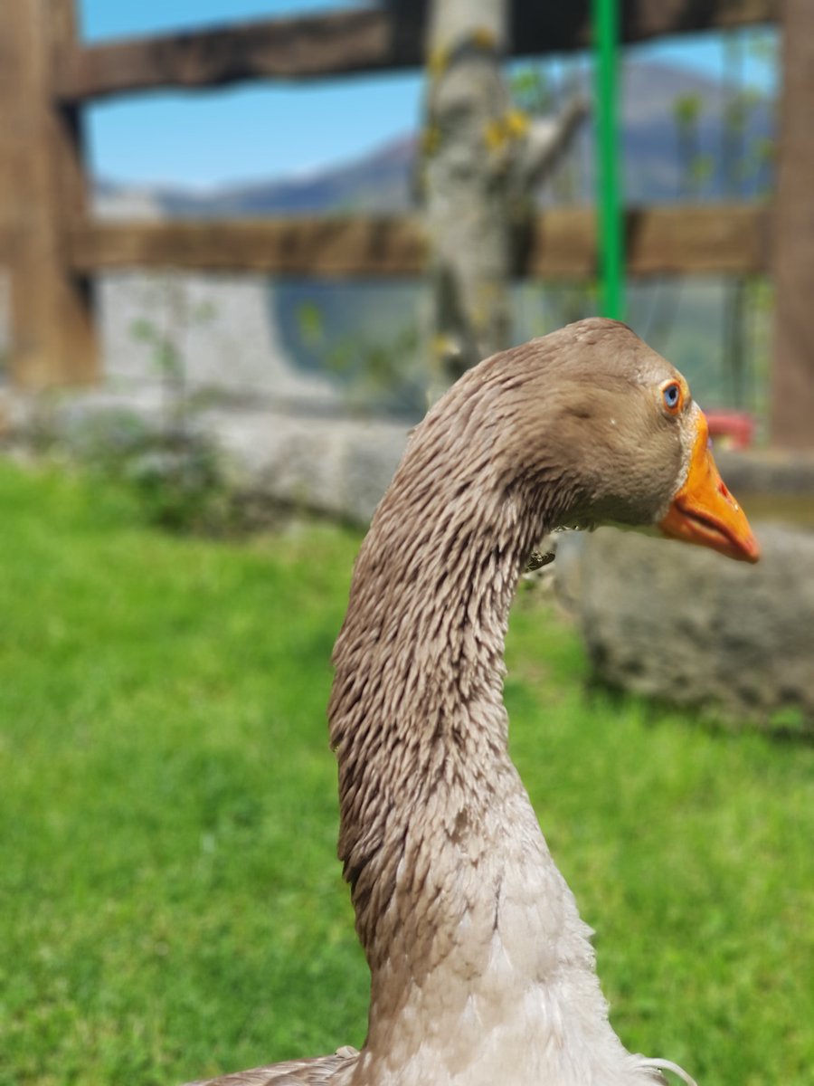 TatsuHattori's tweet photo. No me extraña que a @RevillaMiguelA le guste Posada Cucayo 🦢 IMPRESIONANTE 😋 Para repetir sin duda 💚
#DescubreLiebana #PosadaCucayo #cantabriainfinita #dobres #ComerenCantabria
@posadacucayo @liebana_rural @eldiario_cem @cant_infinita https://t.co/iEoBBgZFv8