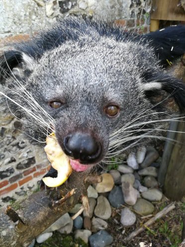 Marwellwildlife's tweet photo. Banu and Bellatrix are celebrating #WorldBinturongDay! 🐾

Binturongs mainly consume fruit, but can also eat small vertebrates and invertebrates. As you can see, Banu is a big fan of banana and sweet potato, whereas Bellatrix prefers poultry! 🍌🍠 https://t.co/BQM9IH1kSf