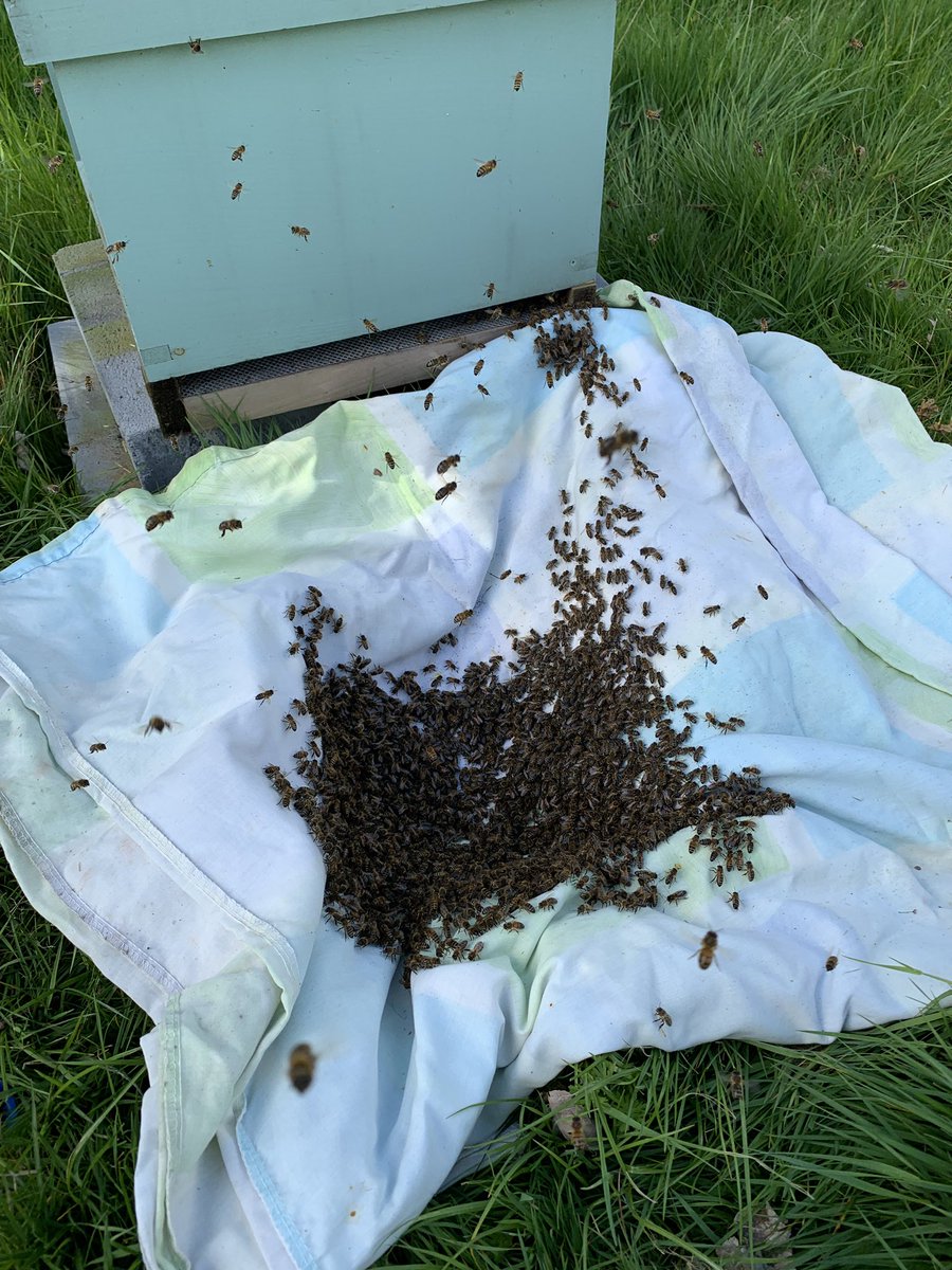 Bad #beekeeper but good #bees Our recaptured swarm is making its way to a new home