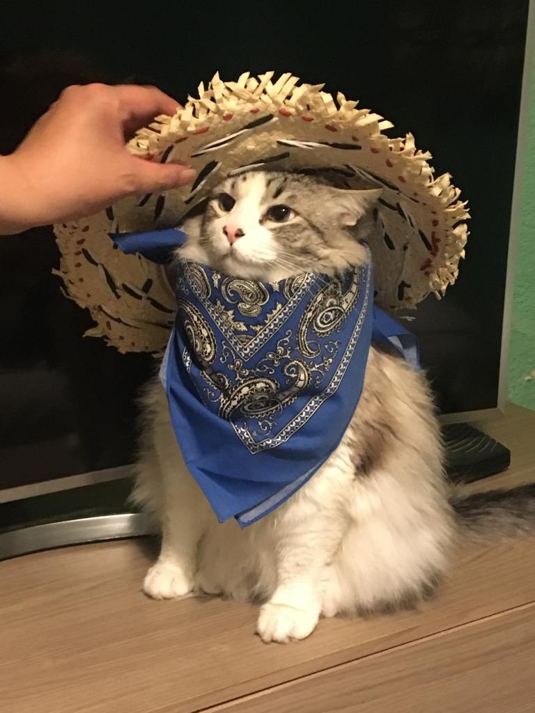 @justforshits75 <a href="/ariii_nay/">yanira ♡</a> My cat says why not a full band 🤠