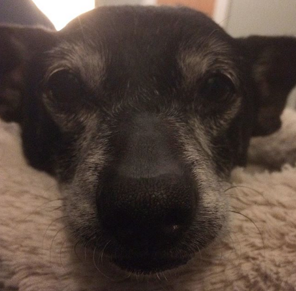 Nick would like to tell you all the secrets of the universe on #seniorpupsaturday.