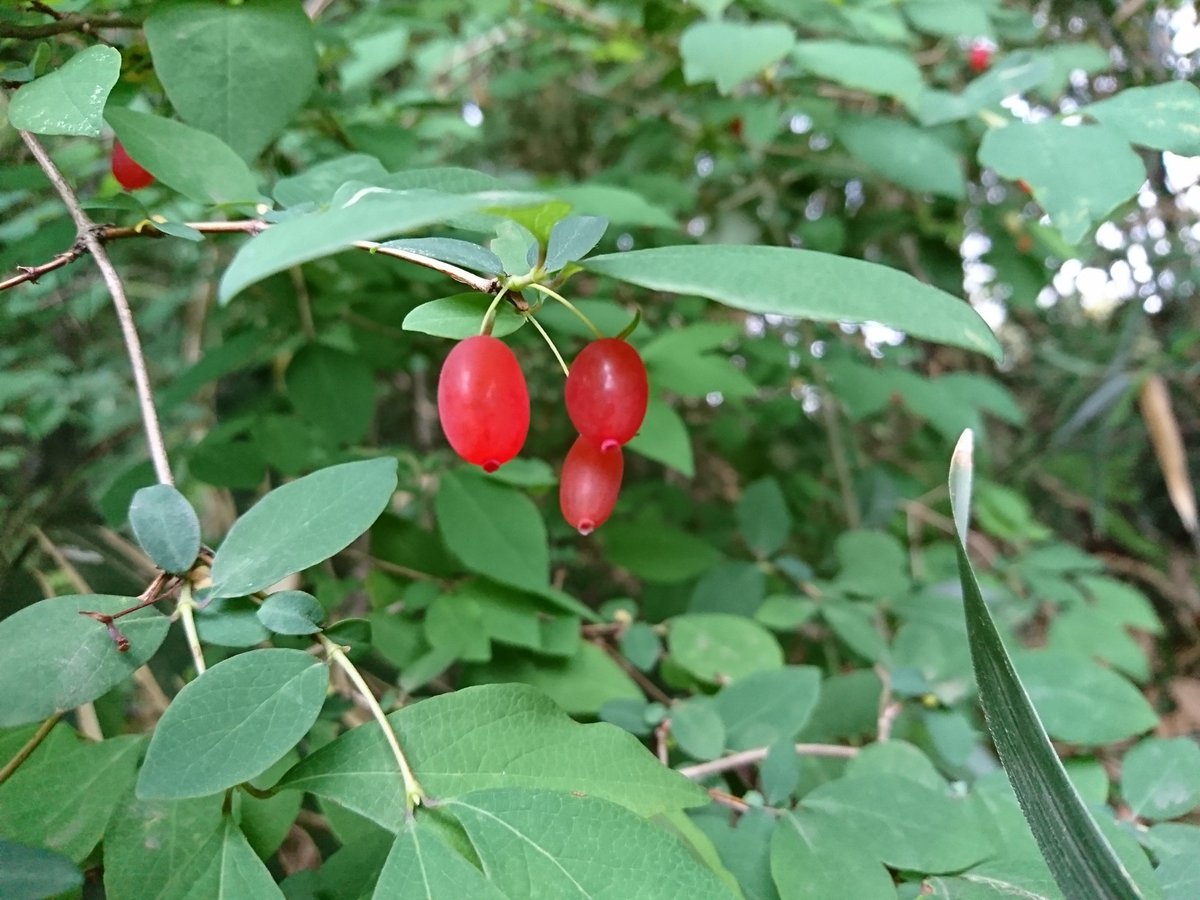 カメ五郎 小さな自然コラム グミはグミ科の植物なので別種ですね 本種はグミと違って酸味なんかはまったくといっていいほどありません 良く言えば食べやすいですが 悪く言えば味気はないですね