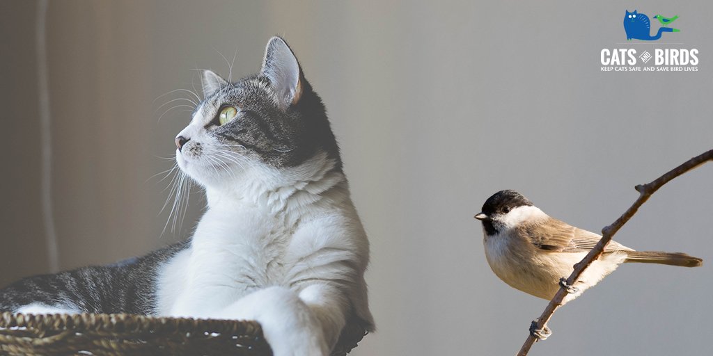 SafeCatSafeBird's tweet photo. You can help to change the lives of both cats and birds in your neighborhood! Give a gift today to help us prevent Canadian cats from having to face the dangers of the outdoors alone and keep birds &amp; wildlife safer too. https://t.co/ihGyi7vcnR https://t.co/bl93qtc9Cy