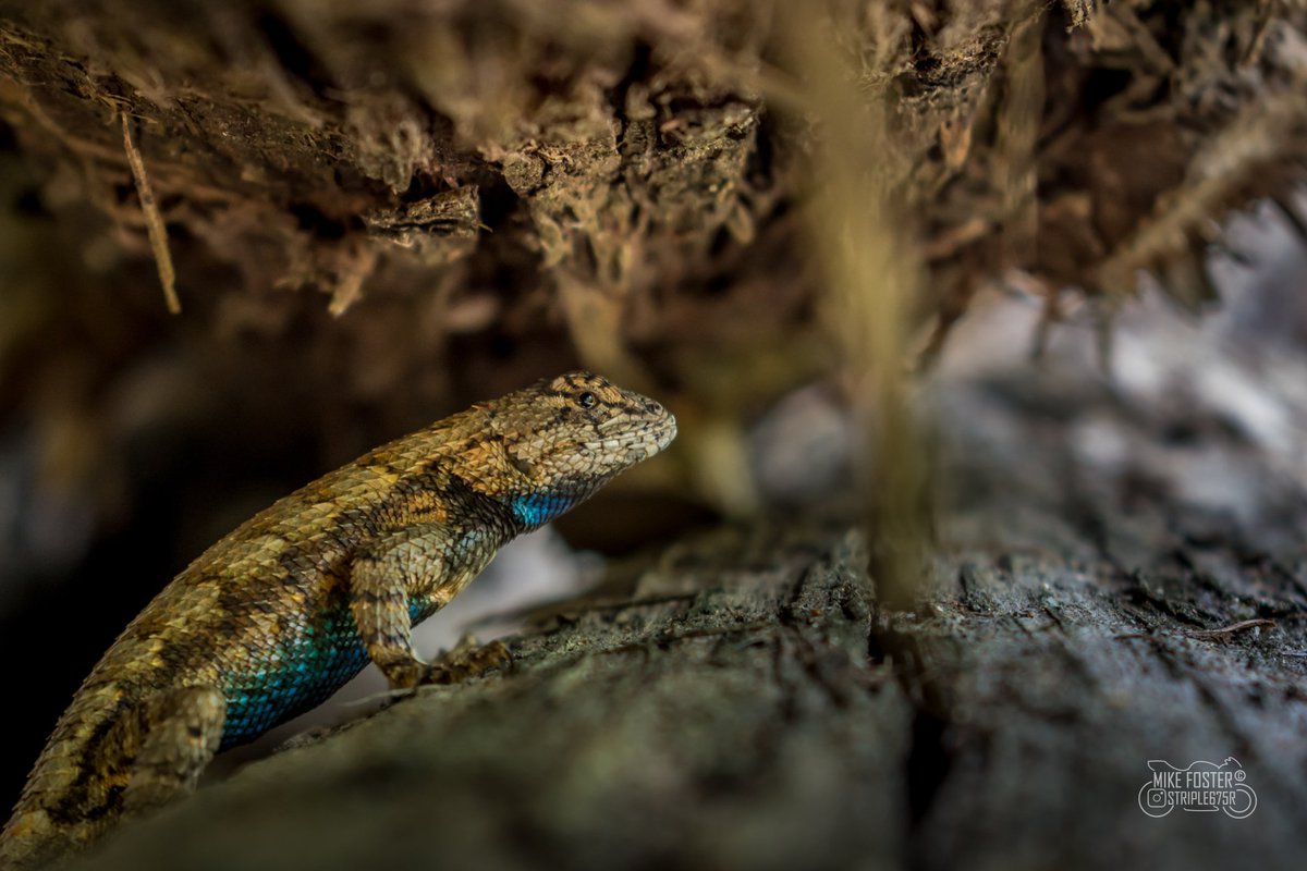 TwistyLensPhoto's tweet photo. No clouds or sunrise today so how bout this Eastern Fence Lizard. Honestly until I took this photo I didn't know that they had blue on they're belly. @BHMWXgirl @oanow @NationalGeoPicx #lizard #cool #cedarlog https://t.co/m0WbM7fJ1h