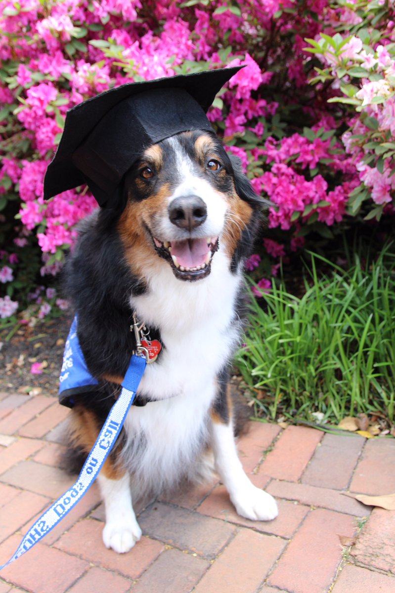 DogsOnCall's tweet photo. Happy Graduation Day and congratulations, @VCU grads! Your canine comrades say caps off to you for earning your dogrees!!

#VCU #VCU19 #GraduationDay #VCUCommencement #Dogree #TherapyDog https://t.co/lZoS0A9yic