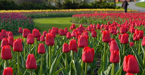 Ottawa_Tourism's tweet photo. Taking the 🚗 to @CdnTulipfest? Save time and buy your parking pass for the Queen Juliana lot at Commissioners Park in advance ➡️  https://t.co/nX77k5E6es #MyOttawa https://t.co/SU9VFMUhuM