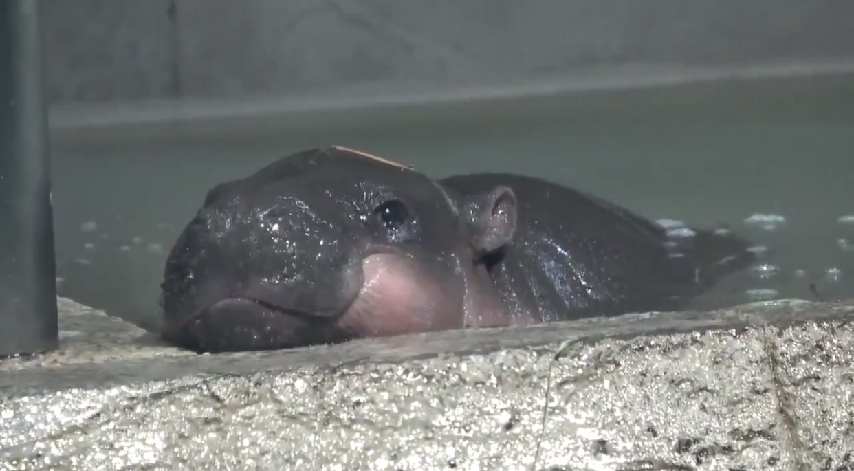 『激安!』【新作F6】 ミニカバの赤ちゃん油絵 金泰鮮画 動物 激安!』【新作F6】 ミニカバの赤ちゃん油絵 金泰鮮画 動物 【公式通販】