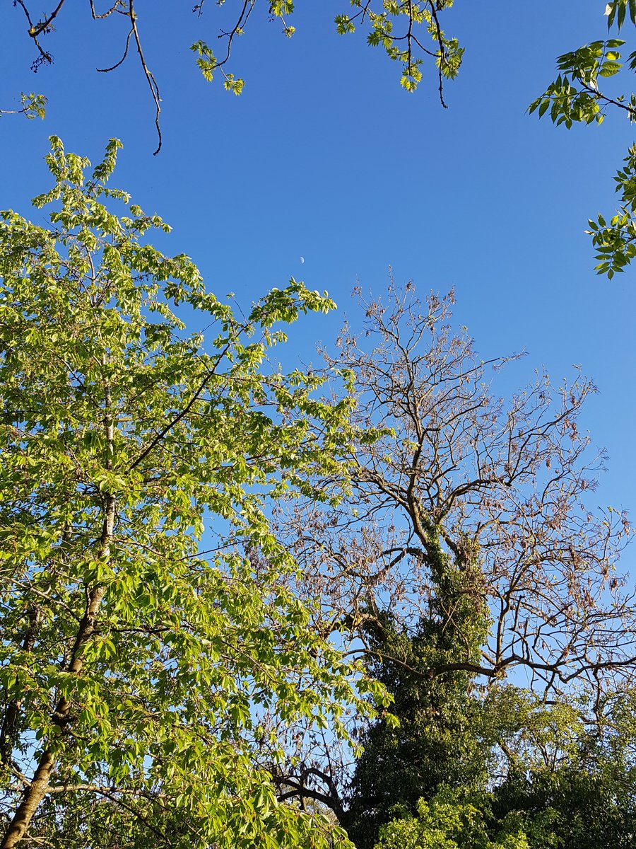CherylRudge2's tweet photo. @CherylRudge2 @rudgie55 After a great afternoon @AVFCOfficial now chilling in the evening sunshine in the beer garden #oldcrown , little baby lambs , the heron watching and Mr moon making an appearance 😆 https://t.co/lUWizfRM4G