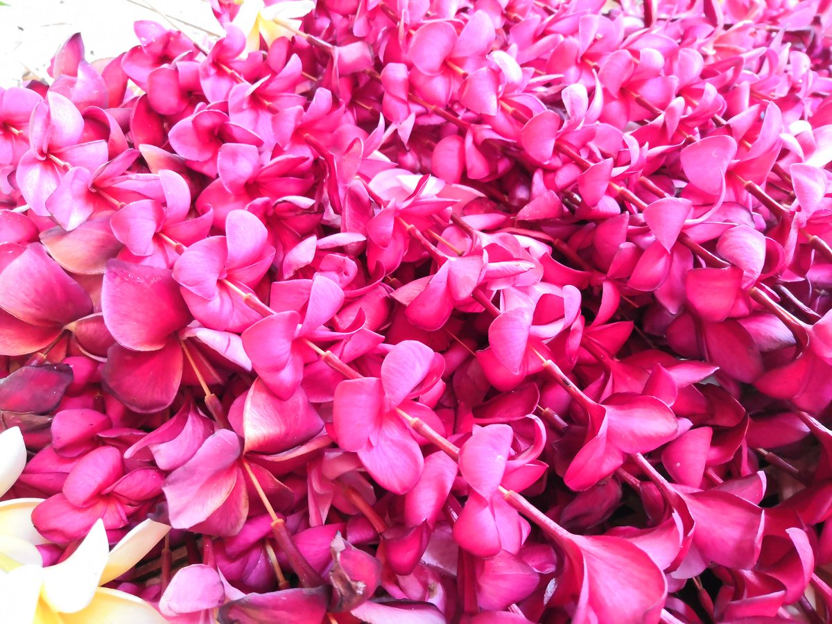 RafaelHCarrillo's tweet photo. #FlordeMayo #Mechado https://t.co/KJ56FR6NHR