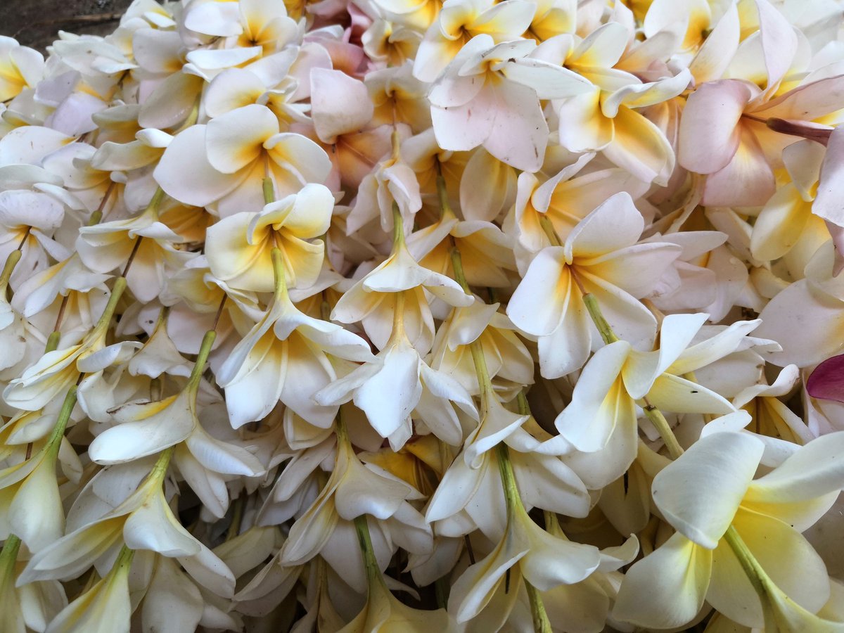 RafaelHCarrillo's tweet photo. #FlordeMayo #Mechado https://t.co/KJ56FR6NHR