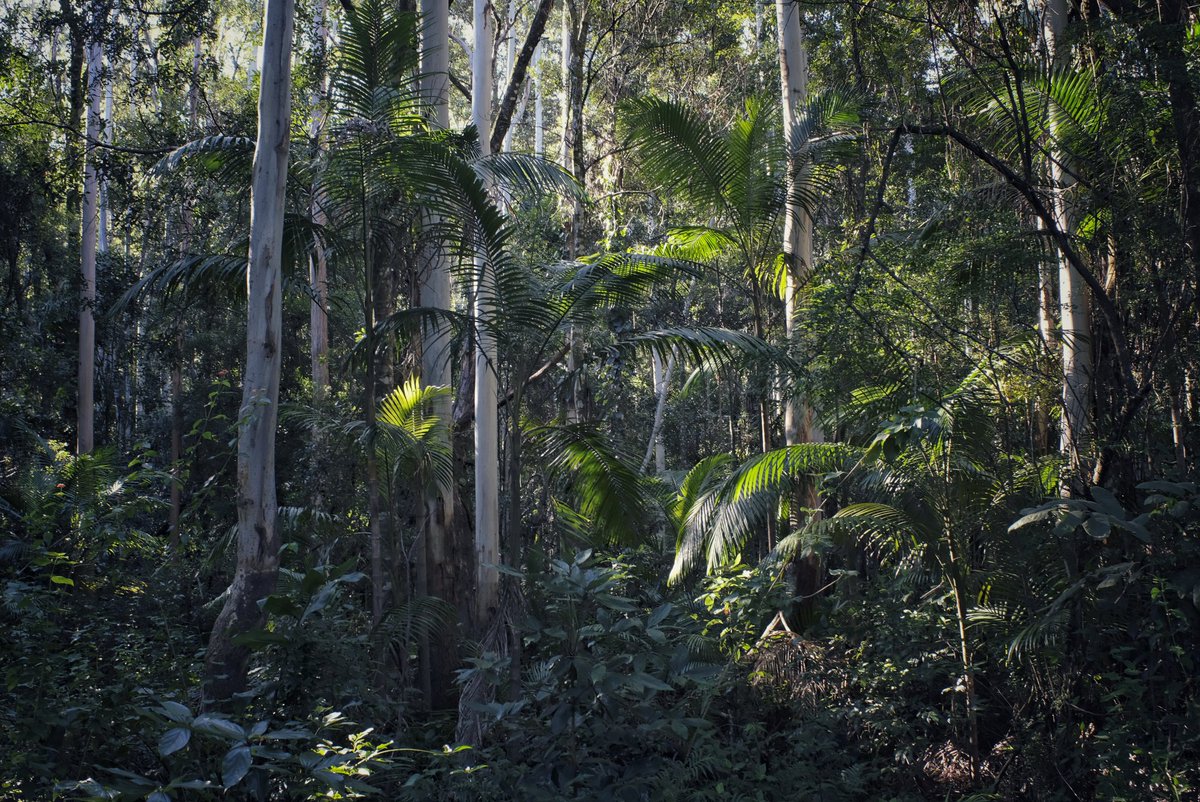 Lucky to be welcomed into Gumbaynggirr Country where the rain forest meets the sea.
.
#landscapephotography #aboriginalland #LivingLanguage #gumbaynggirr