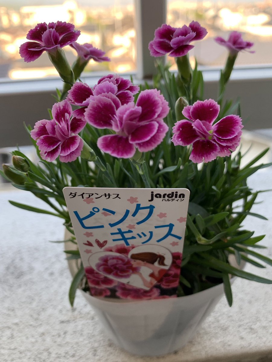 ピンクキッス Twitter Search Twitter ピンクキッス Twitter Search Twitter