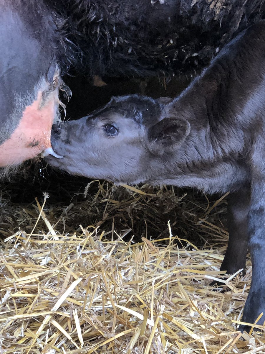 The most rewarding part of perseverance with a stubborn bull calf 🥰 happy calf = happy mum = quiet night for all 😴👌🏻🐮 #farming #farmlife #calf #newlife <a href="/FarmingUK/">FarmingUK</a> @RuralBloggers