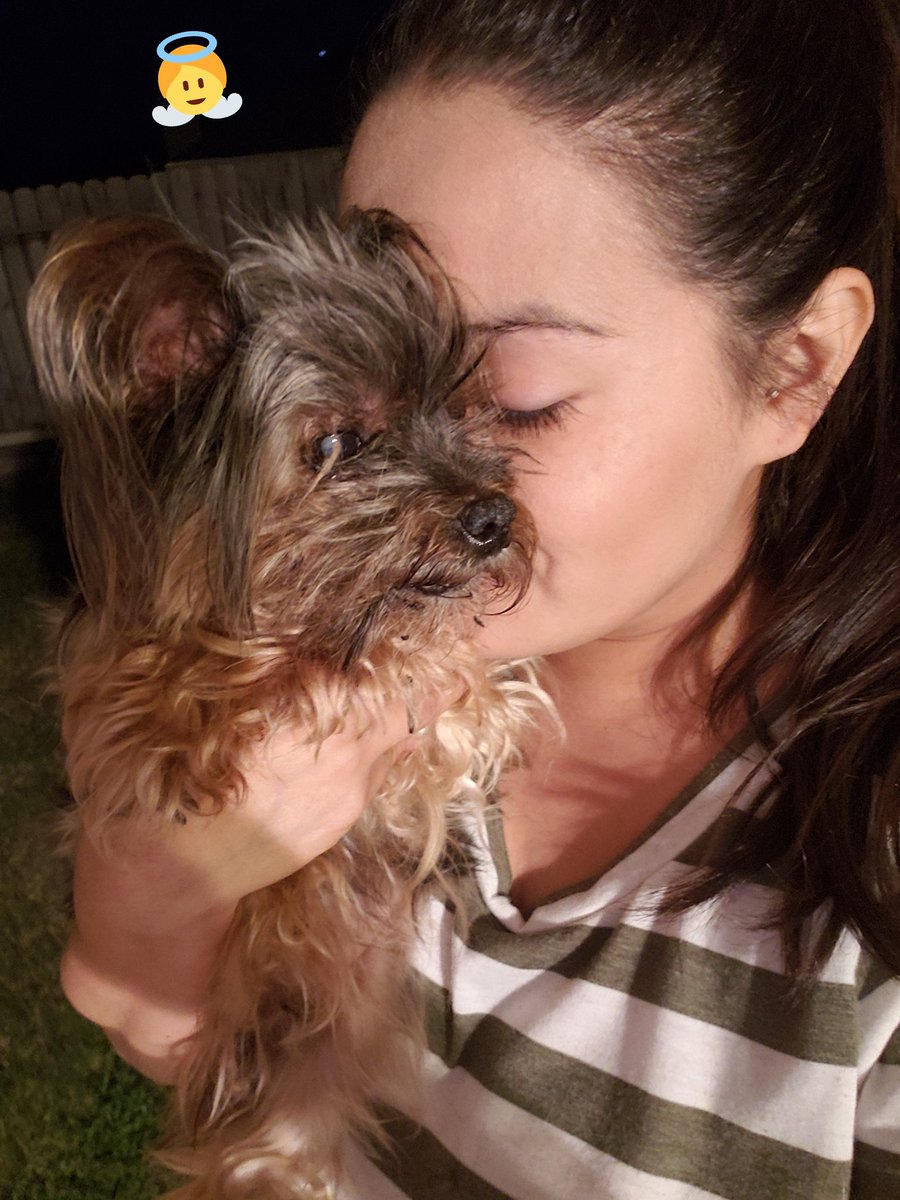MsStephCasas's tweet photo. Happy #NationalDogMomsDay 🐾🐶🐕 Spending time laying on the couch with my babies sprawled on top of me 🥰🥰🥰 #JamieBelle🙏 #Shanook #WillowMay #Dixie https://t.co/VeXWrc31wa