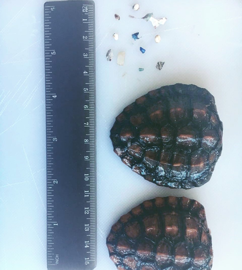 sascampaigns's tweet photo. UPDATE #CreaturesAndPlastic stories 23 & 24: @OfficialSASC found microplastics in guts of 2 #turtle hatchlings. This "likely contributed" to their deaths.
Read more stories of animals killed/injured by #PlasticPollution: https://t.co/QelYcMLYEY #TheCreature
Image: @OfficialSASC https://t.co/6ZdEGq5zFK