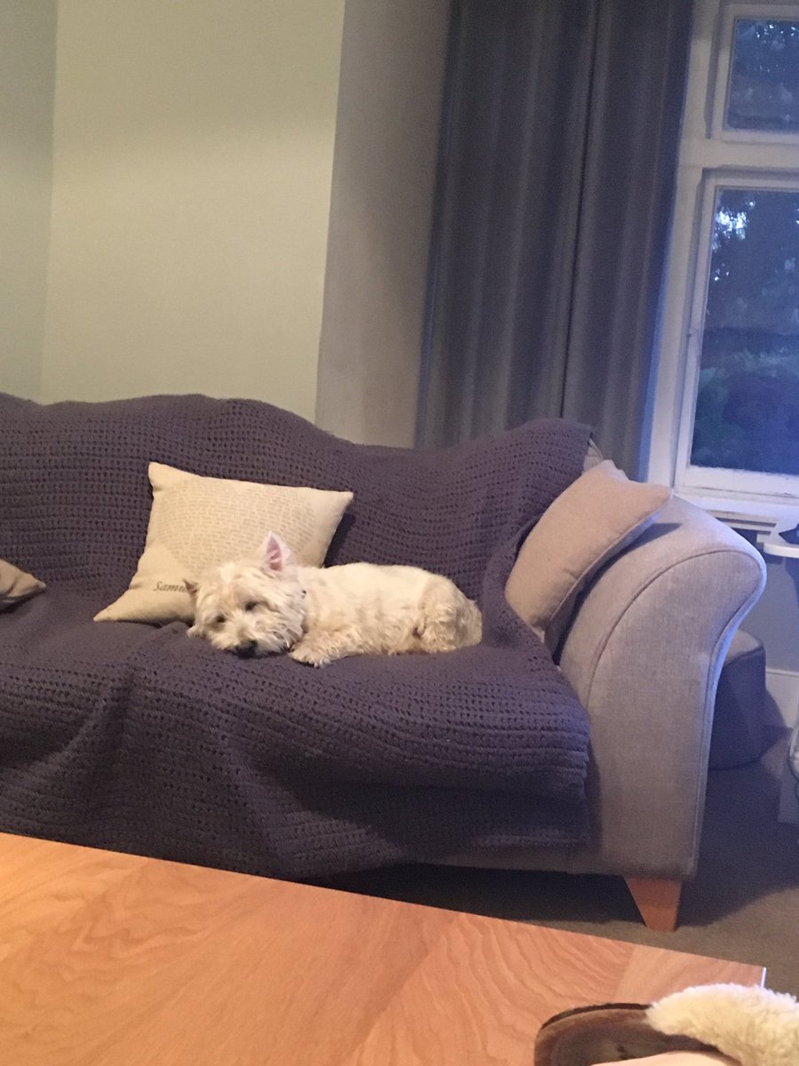 BusterWatches's tweet photo. It’s been a long week #barkingatworkmen #tired #westie https://t.co/O8oY2P1b9L