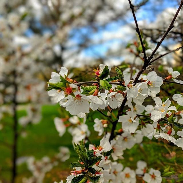 'Spring' #spring #flowers #tree #bloom #toronto #mountpleasantcemetery #torontobloggers bit.ly/2LCwOQO