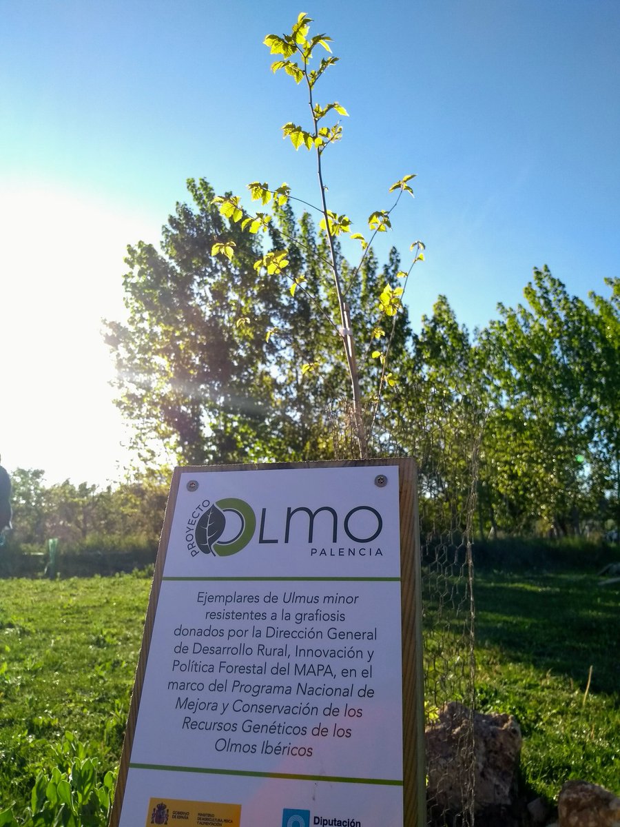 RaqBG's tweet photo. Proyecto Olmo #Palencia. Tarea común e #intergeneracional en #HuertosEducativos #Magaz.  #DesdeLoRural https://t.co/X9doVaU3HE