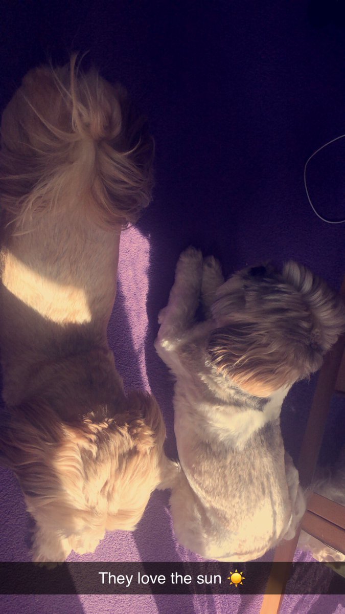 We love to chill in the sun ☀️ x