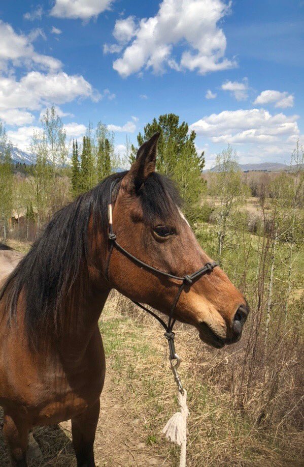 My first real day as a horse-girl this season. Two hours to get the winter tangles out of her mane. Took her for a walk up to the top of the trail for the view. Tomorrow is bath day. Happy pony happy ❤️. #LizzieFlyingSolo #ArabianHorsesAreBest #MyGirl