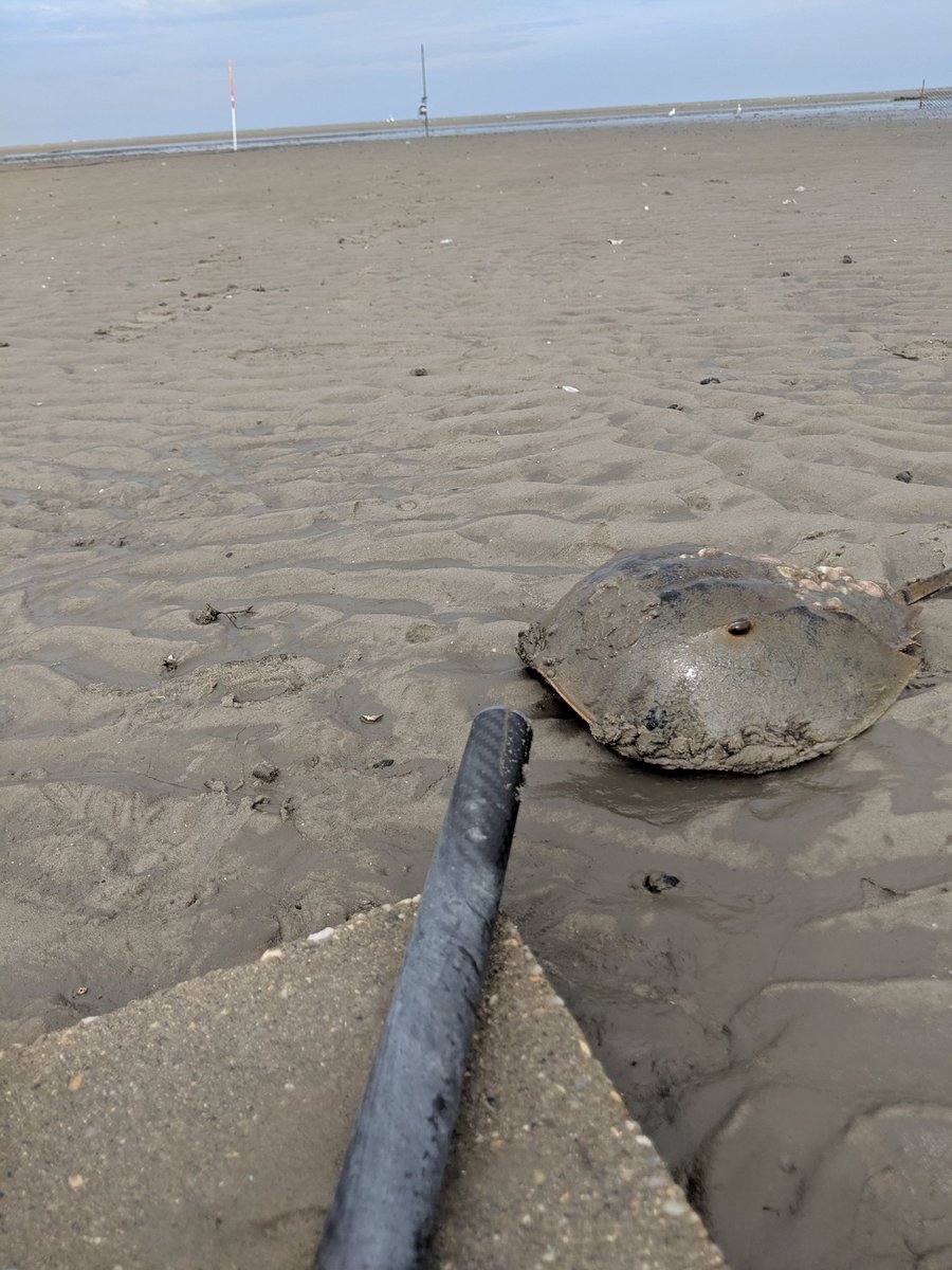MunroeLab's tweet image. Retrieved my first deployment of my new @Lowell_Inst #tiltsensor. This crab came over for a look too. Pretty easy to use and great customer service! @RutgersEOAS @RU_Fisheries @NJSeaGrant