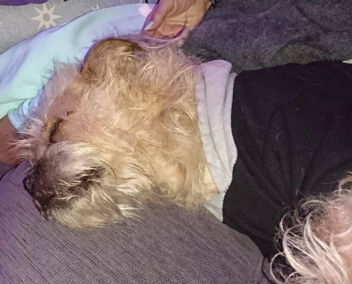 Poppy_MindDogAU's tweet photo. Turnin' into a real hair-bear π¨
Mum loves a #Scruffybum π
Not haircuts in my immediate future, Winter is coming π
#BTPosse #Floofs #WinterWarmth #LongHairDontCare https://t.co/t8NuzRUJDC