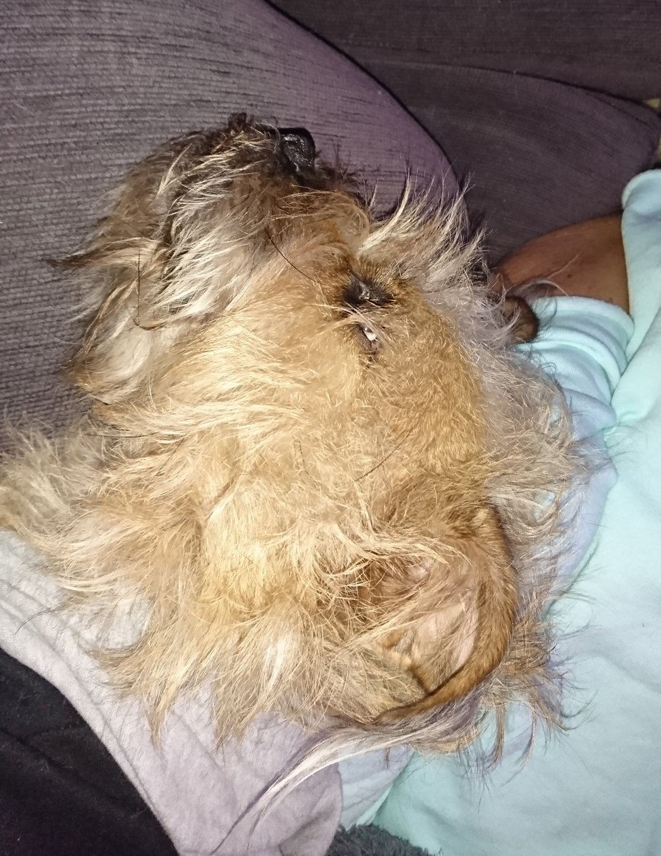 Poppy_MindDogAU's tweet photo. Turnin' into a real hair-bear π¨
Mum loves a #Scruffybum π
Not haircuts in my immediate future, Winter is coming π
#BTPosse #Floofs #WinterWarmth #LongHairDontCare https://t.co/t8NuzRUJDC