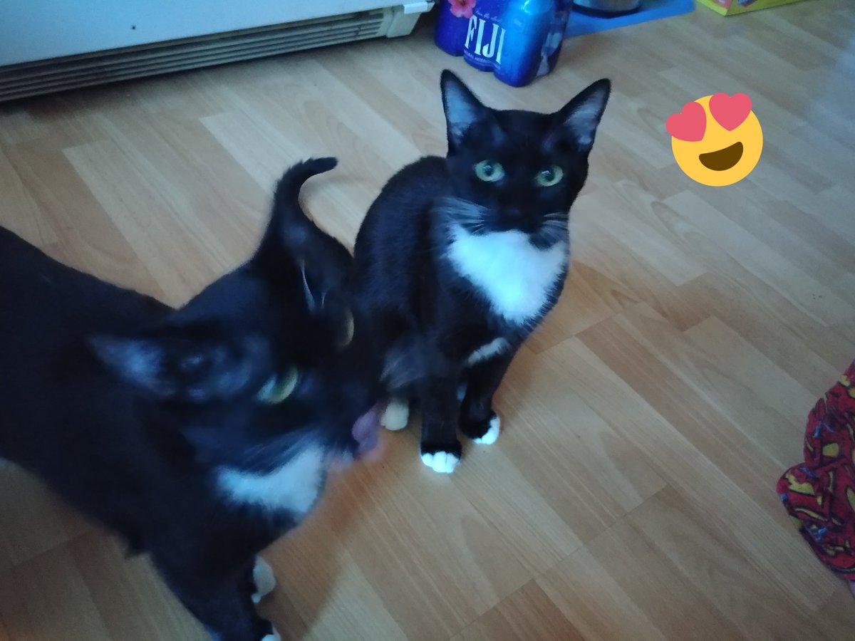 JLHerms's tweet photo. @sheseezstarz Lots and lots of #pawprayers from the boyz! He'll do well!! #pawsativity https://t.co/J7rfuG04S4
