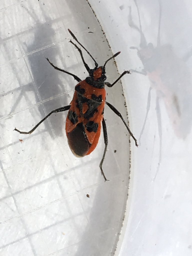 susanjsimmonds's tweet photo. Lovely morning at #bartonmeadows discovering #wildflowers and #insects with some lovely families. #fieldmadder #wildpansy #cinnamonbug @Buzz_dont_tweet @Britnatureguide @BSBIbotany @wildflower_hour @HantsIWWildlife https://t.co/mQ44n8W61O